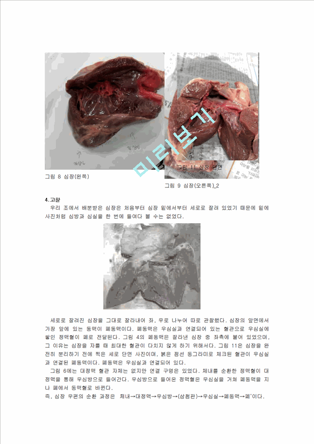 [의학,약학]해부생리학 - 돼지 심장의 해부를 통한 심장구조 관찰(2).hwp